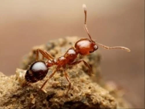 f:id:Samurai_Soul:20210820100628p:plain