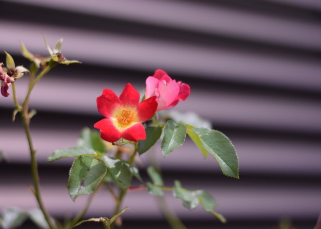 f:id:Samurai_Soul:20210820103545j:image f:id:Samurai_Soul:20210820103545j:image