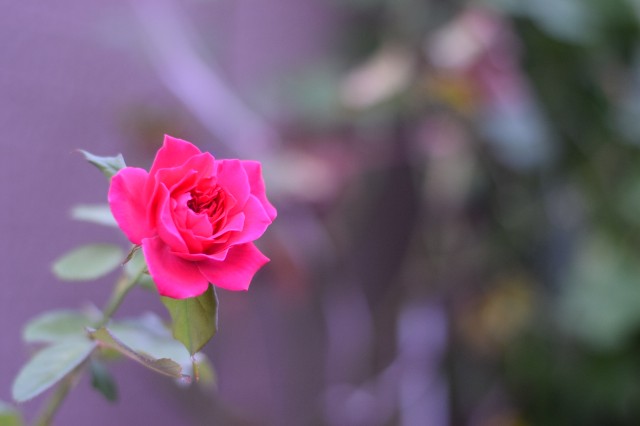 f:id:Samurai_Soul:20210904225100j:image f:id:Samurai_Soul:20210904225100j:image