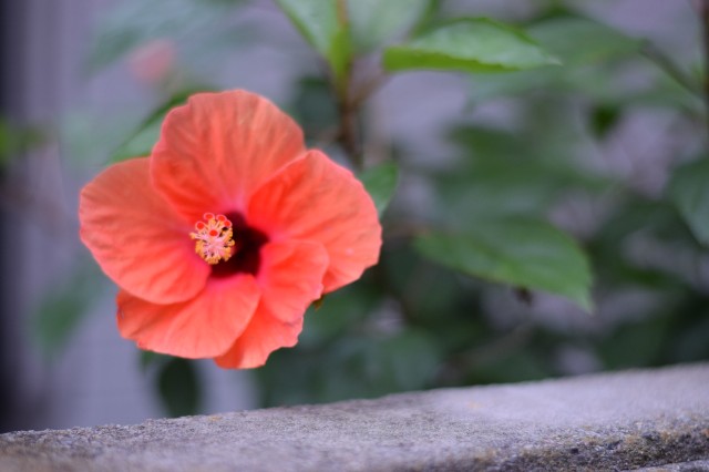 f:id:Samurai_Soul:20210905114628j:image f:id:Samurai_Soul:20210905114628j:image