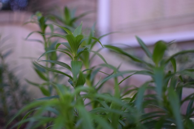 f:id:Samurai_Soul:20211118004009j:image