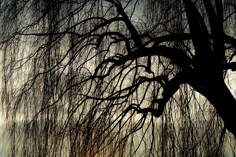 f:id:Sanguine-vigore:20201025172816j:plain