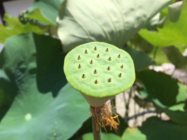 多肉番外編 蓮 はす の花が咲いて 種ができるまで 集合体恐怖症の人はご注意を 多肉格闘記