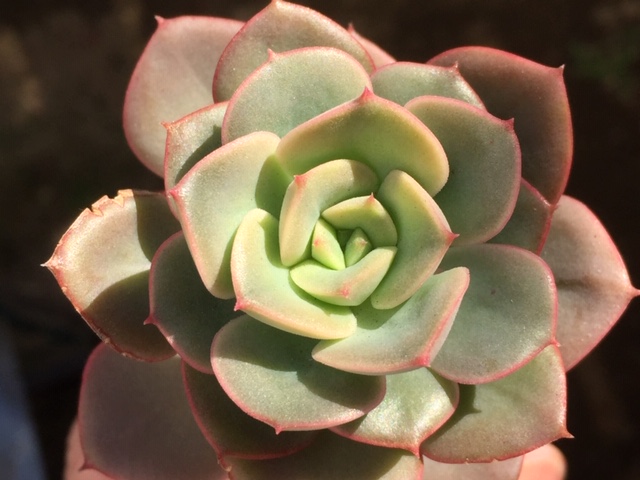 夏に徒長し 木立ちしたエケベリア ニクサーナの冬の姿と その他紅葉した多肉です 多肉格闘記