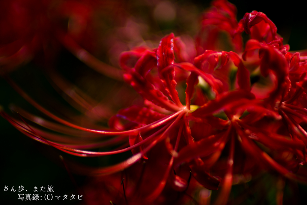 f:id:Sanpomatatab:20171015194304j:plain