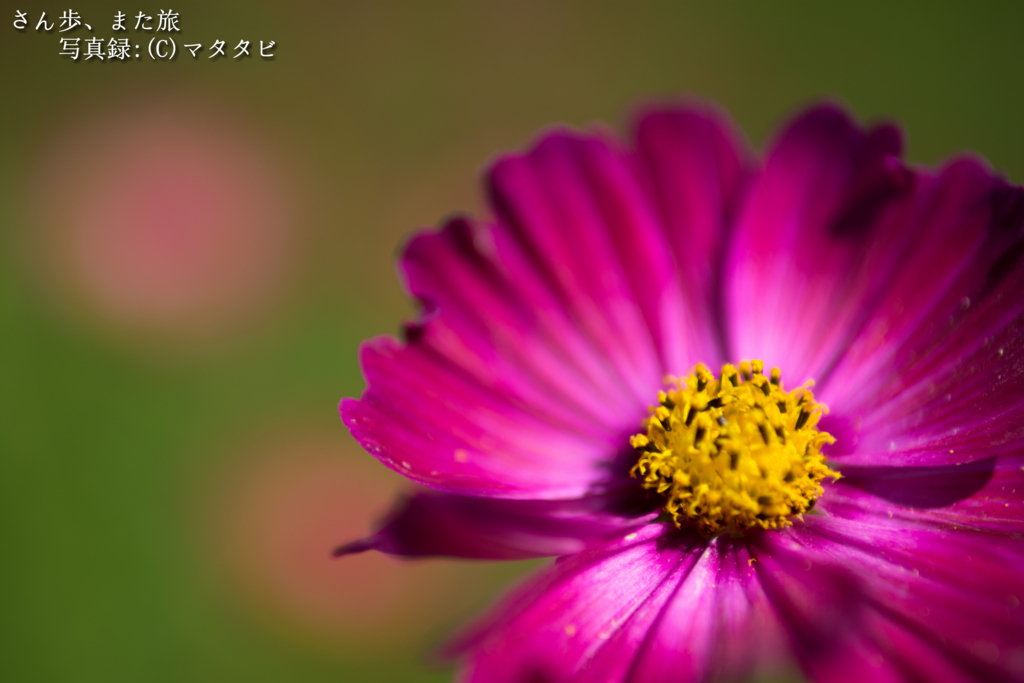 f:id:Sanpomatatab:20171025230321j:plain