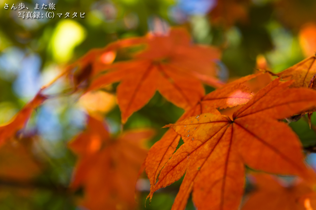 f:id:Sanpomatatab:20171025231240j:plain