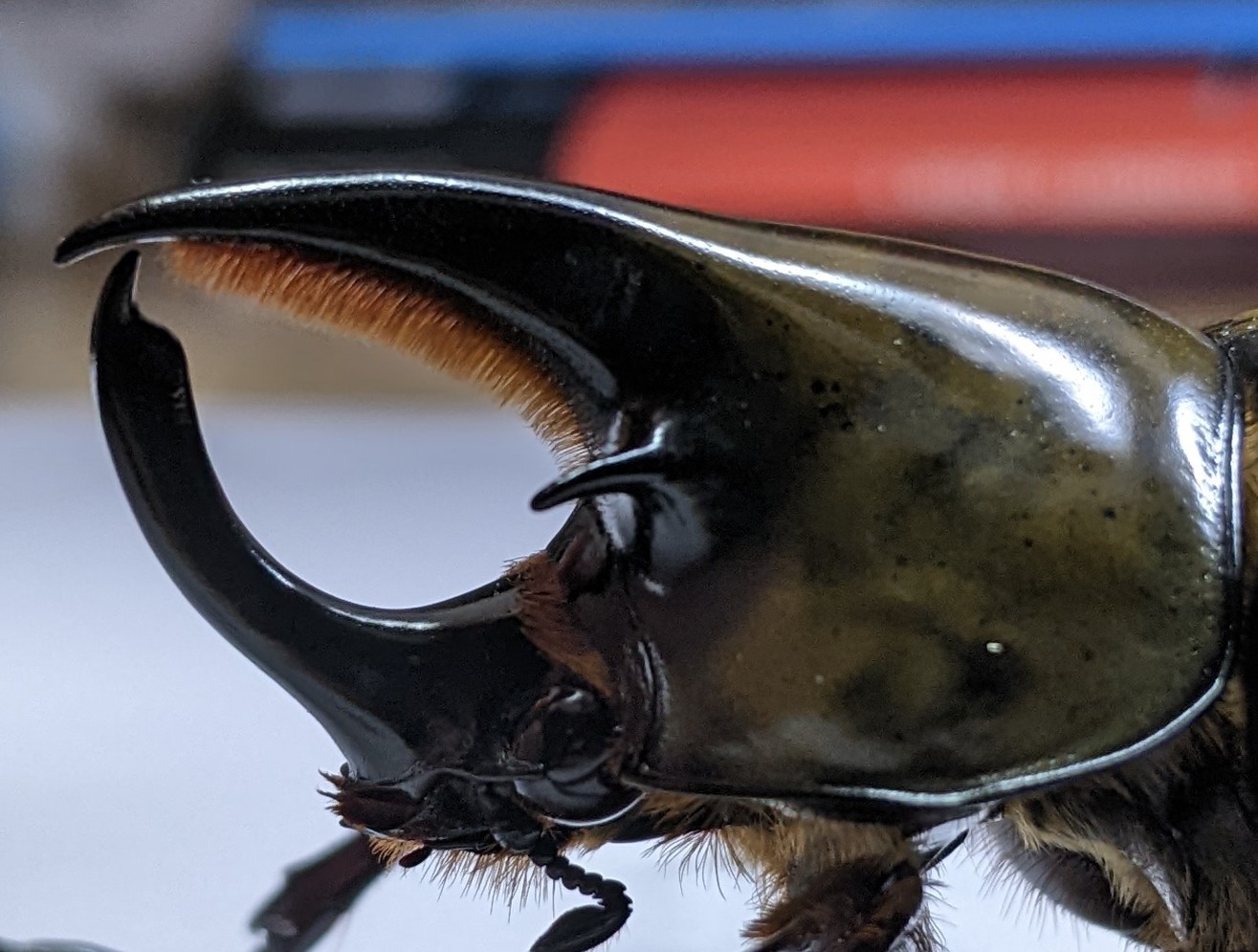 ティティウスシロカブト ペアB品 ティティウスシロカブト 60.5mm ペア 