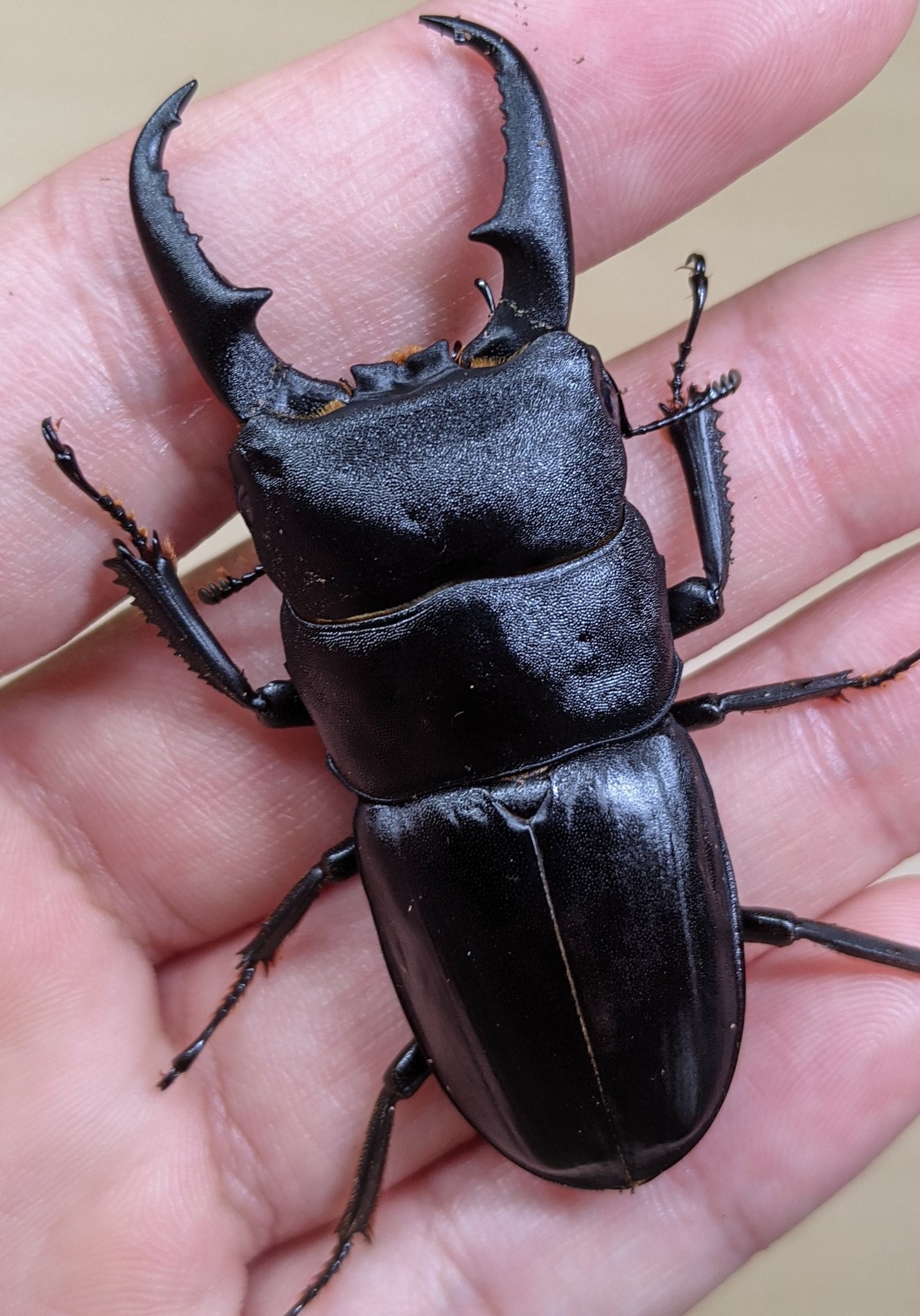 東京都23区内産 本土ヒラタクワガタ WF3 飼育記 - へっぽこ飼育者の記録