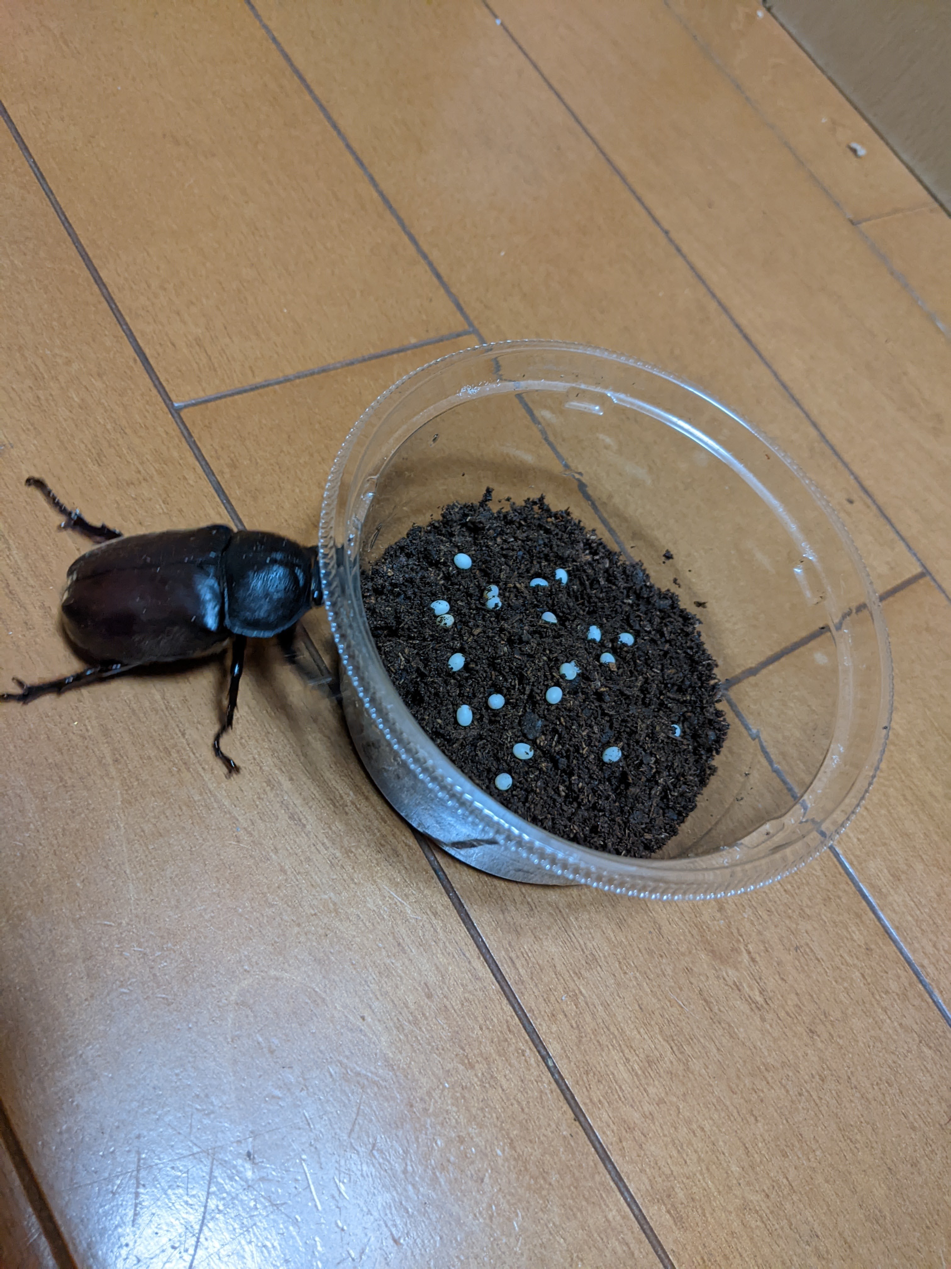 f:id:SasuraiDamashII:20230401163022j:image