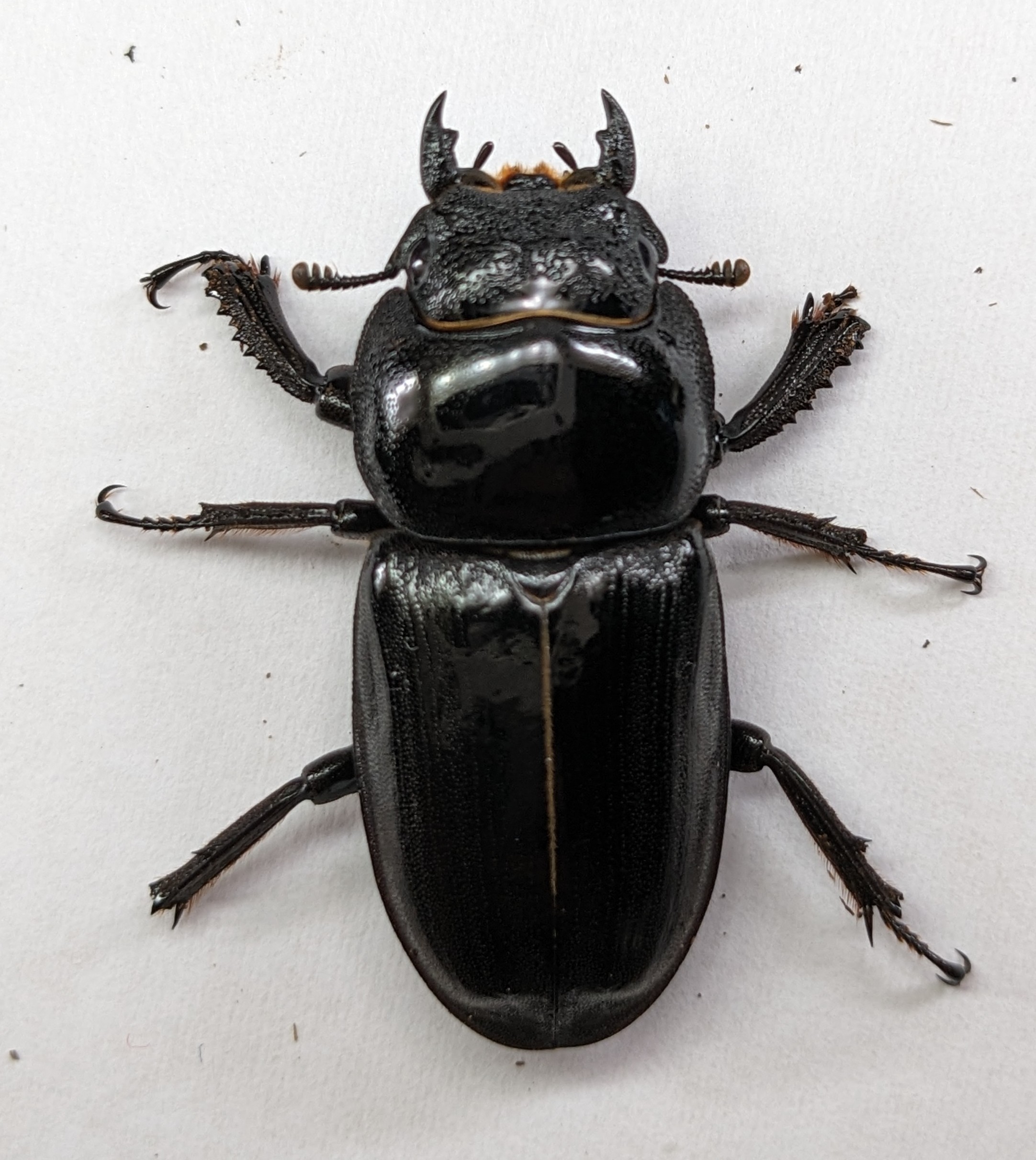 東京都23区内産 本土ヒラタクワガタ WF3 飼育記 - へっぽこ飼育者の記録