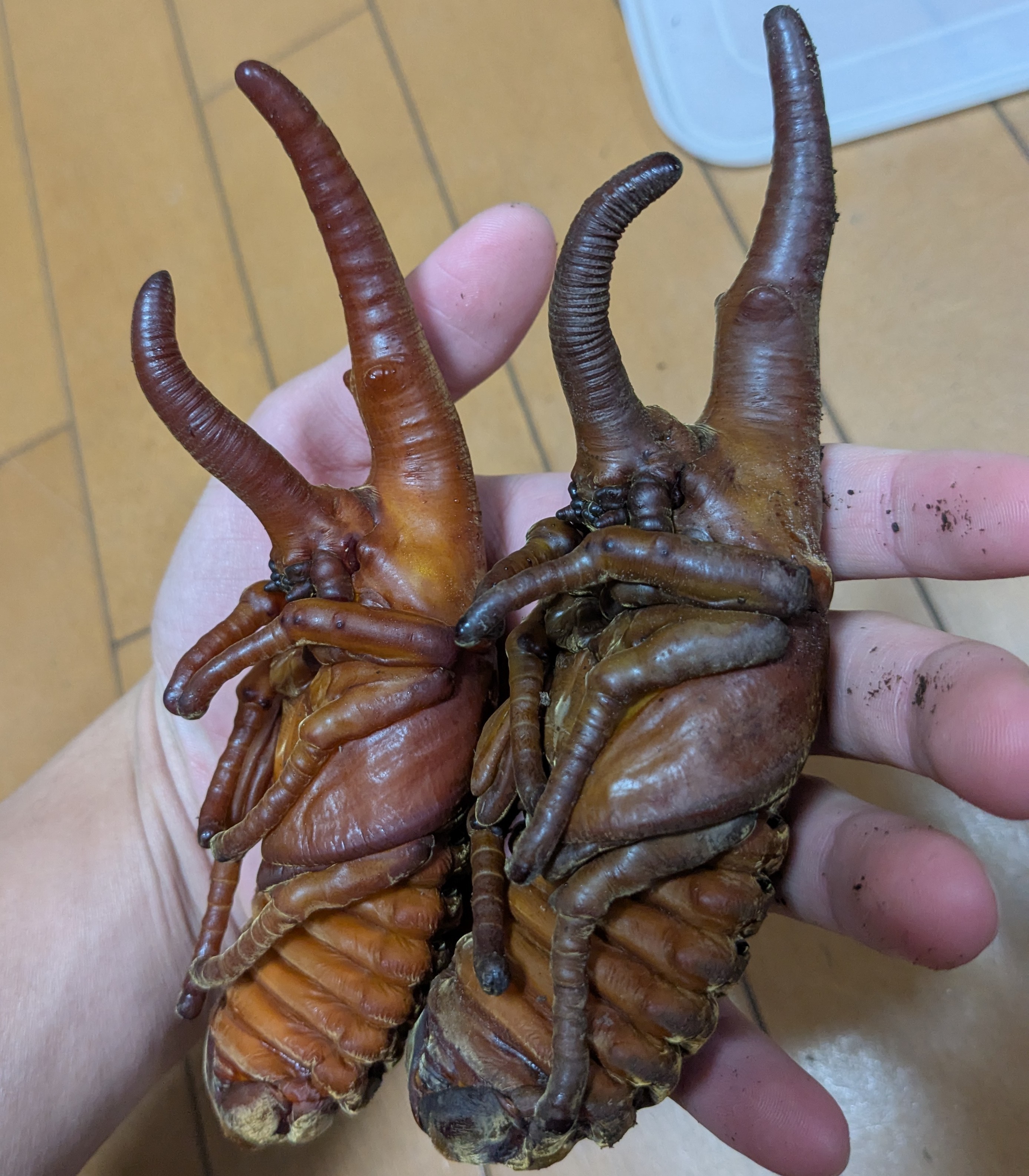f:id:SasuraiDamashII:20250313202323j:image