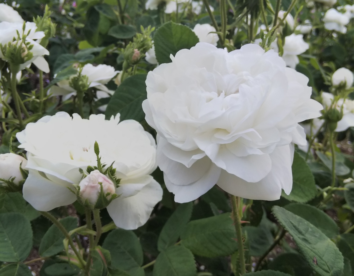 f:id:Satch:20190515195322j:plain