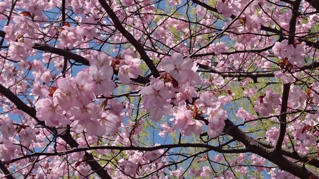f:id:SatoRu0212:20200517165428j:plain
