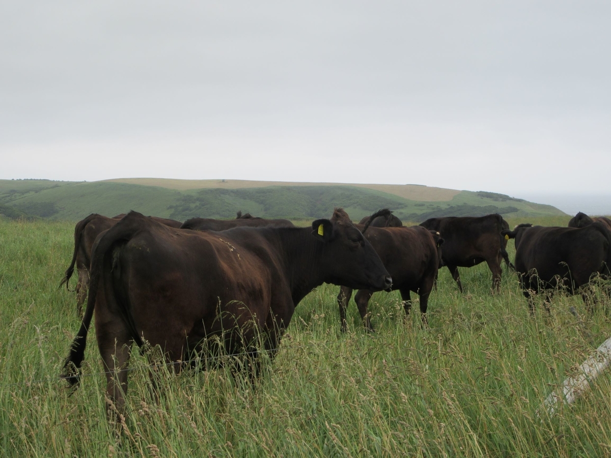 f:id:SatoRu0212:20201014222523j:plain