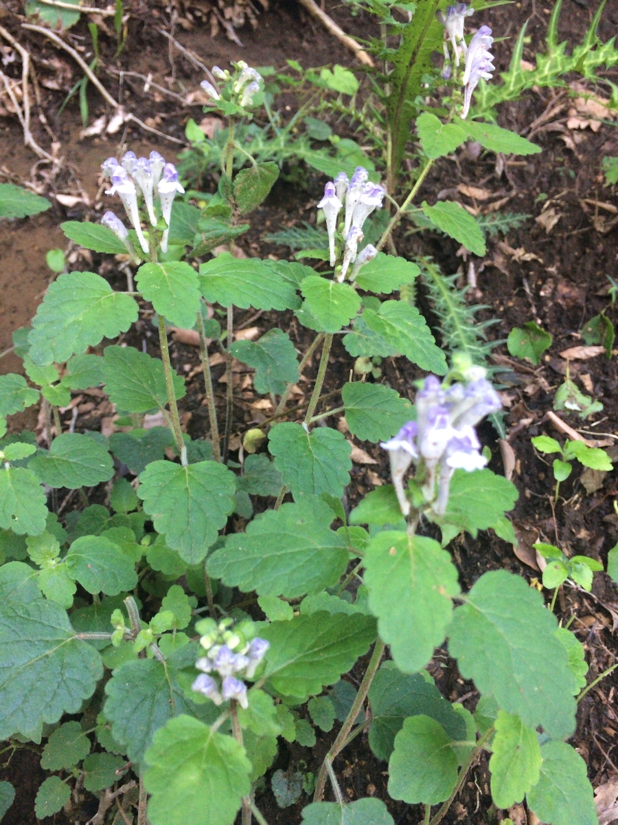 f:id:SatoshiWatanabe:20190618222308j:plain