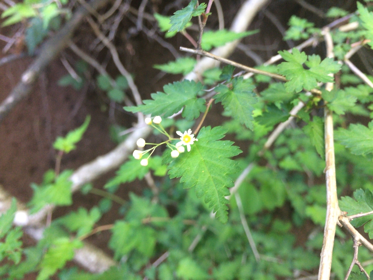 f:id:SatoshiWatanabe:20190618224949j:plain