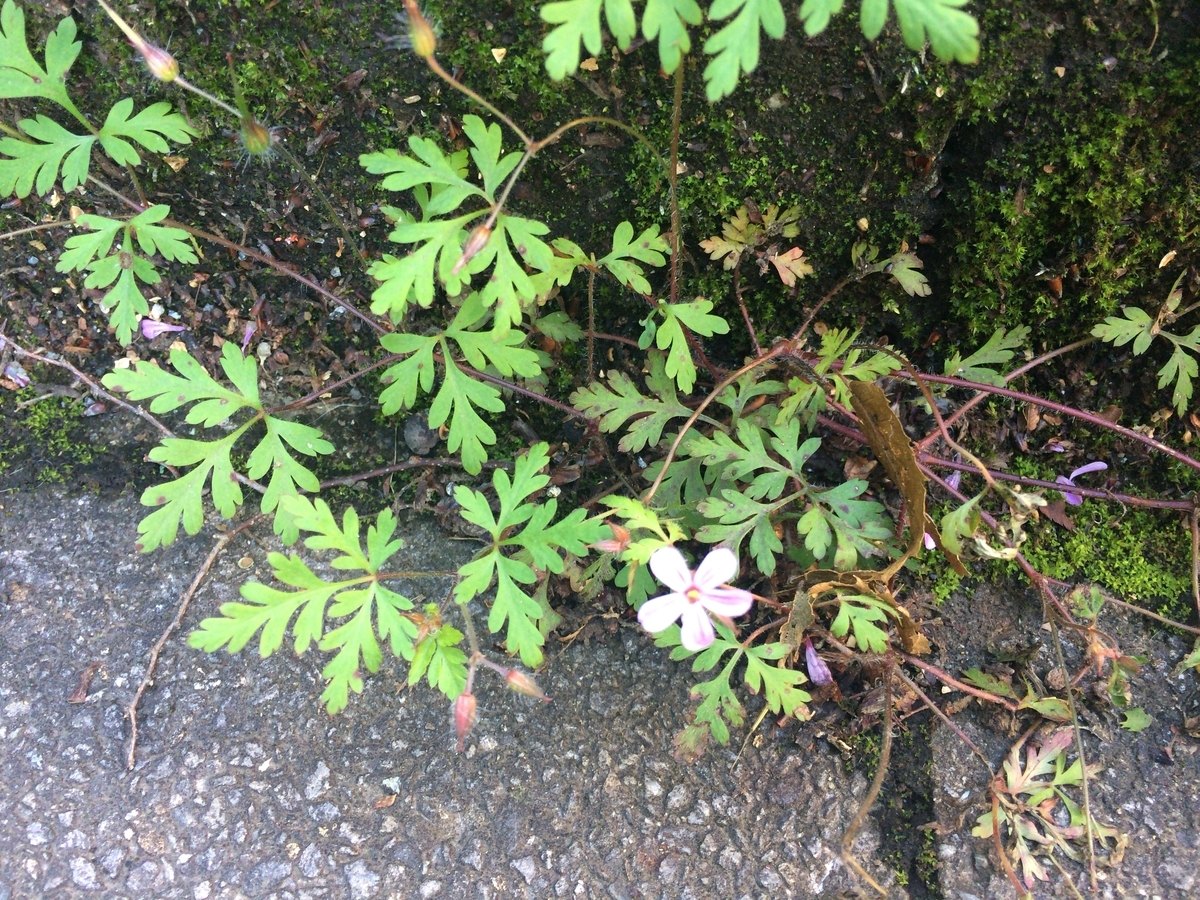 f:id:SatoshiWatanabe:20190618230047j:plain