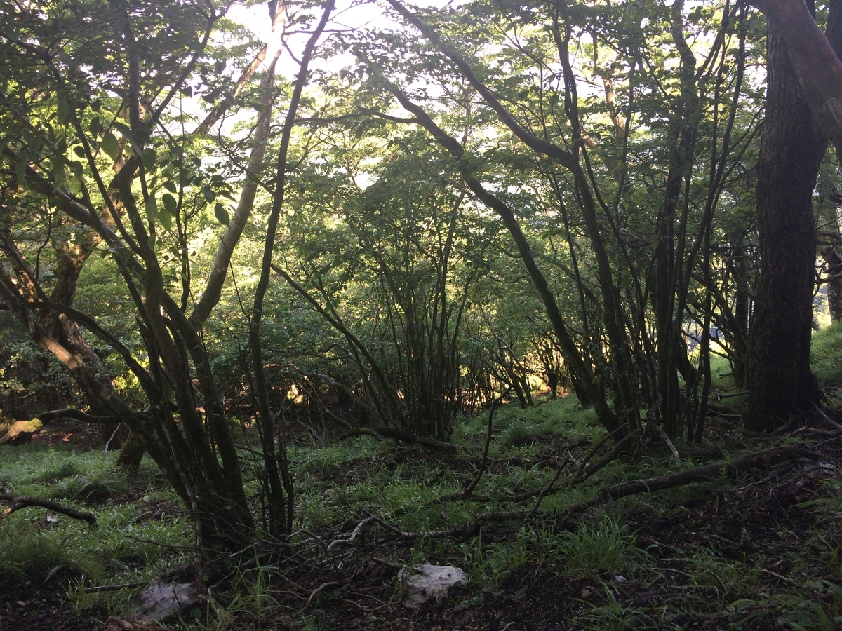 f:id:SatoshiWatanabe:20190618231211j:plain