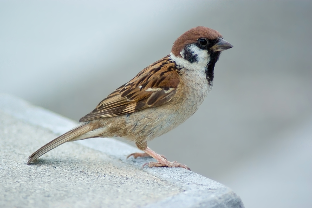 f:id:SatoshiWatanabe:20190630171501j:plain f:id:SatoshiWatanabe:20190630171501j:plain