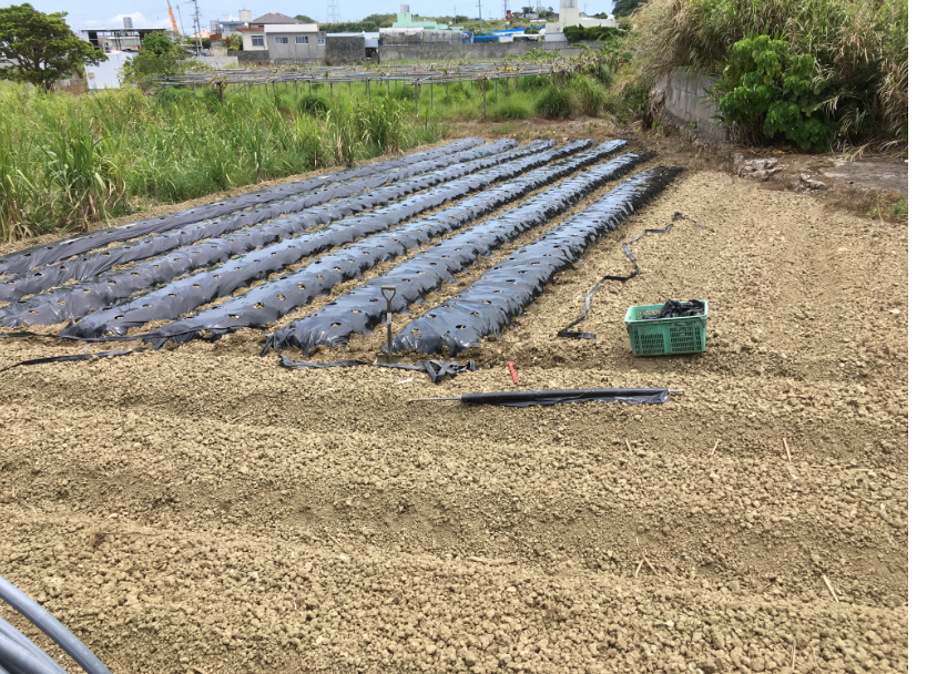 マルチ貼り