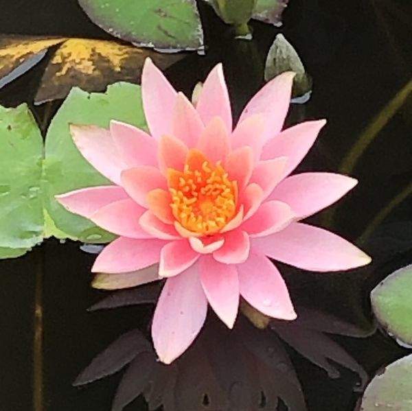 蓮の花が好き と思ったら睡蓮だった 似てるけど どこが違う スキゾイドな ウサキさん の思考