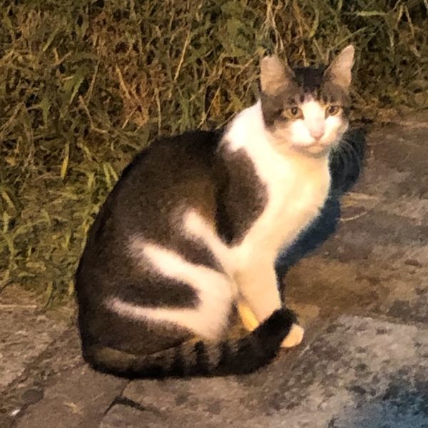 f:id:Schizoid-personality:20191007132840j:plain f:id:Schizoid-personality:20191007132840j:plain