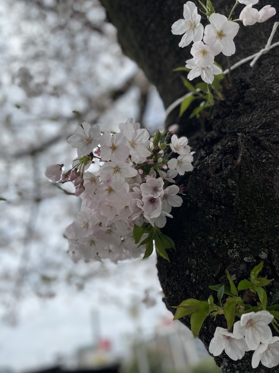 f:id:SchwarzerRegenwurm:20210520195657j:plain