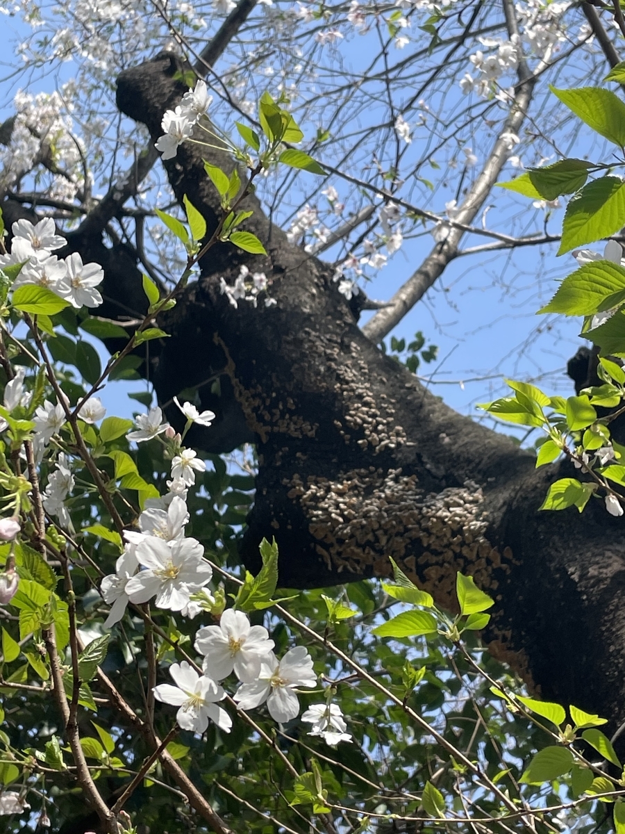 f:id:SchwarzerRegenwurm:20210520195818j:plain