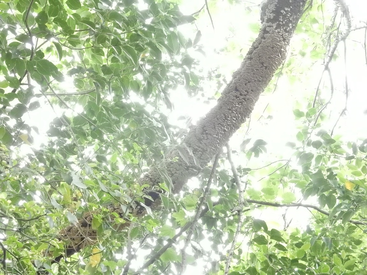 f:id:SchwarzerRegenwurm:20210520200609j:plain
