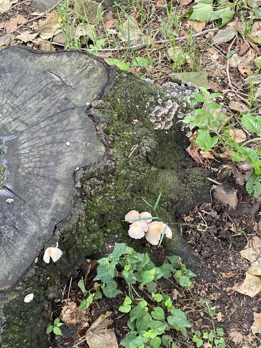 f:id:SchwarzerRegenwurm:20210520200847j:plain