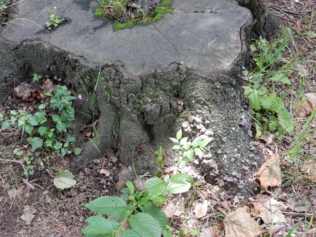 f:id:SchwarzerRegenwurm:20210524210349j:image