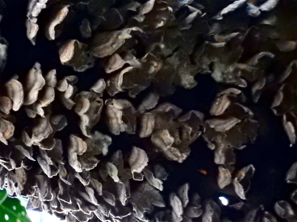 f:id:SchwarzerRegenwurm:20210524210625j:image