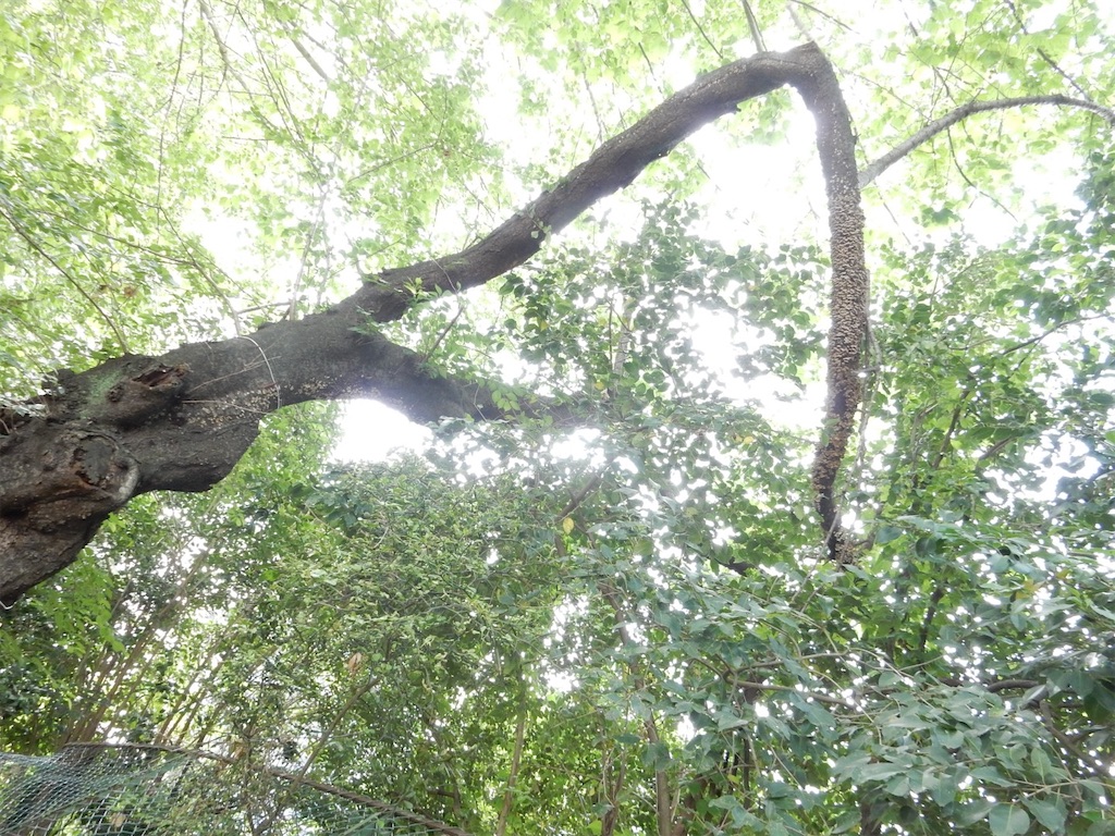 f:id:SchwarzerRegenwurm:20210524210716j:image