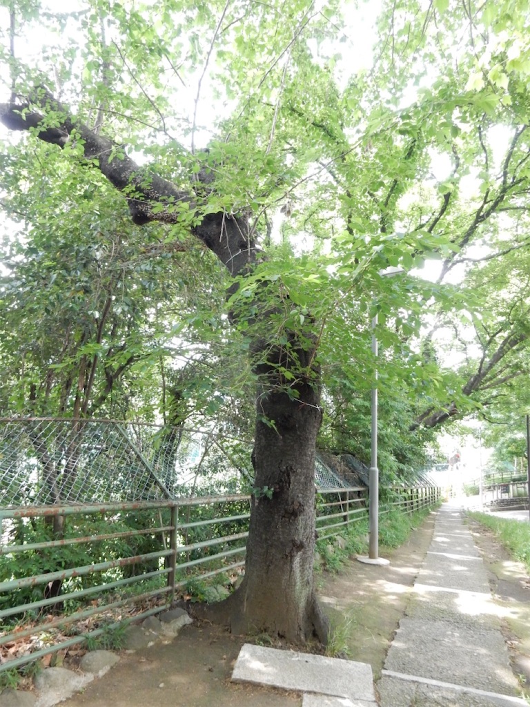 f:id:SchwarzerRegenwurm:20210524210843j:image