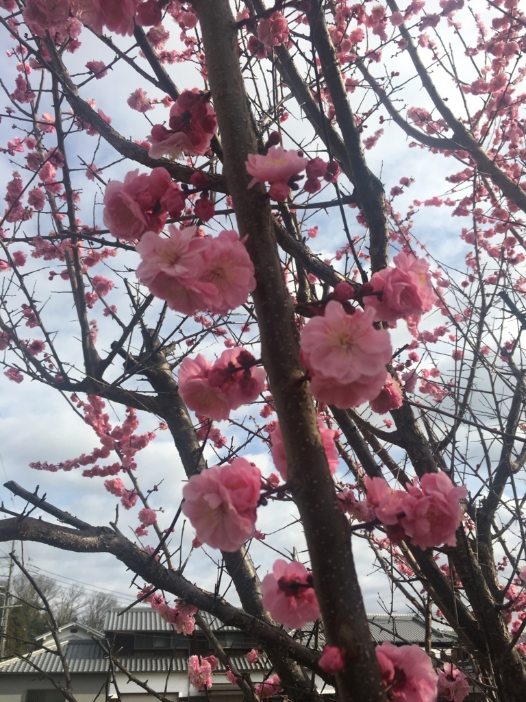 f:id:ScotchHayama:20180318085550j:plain