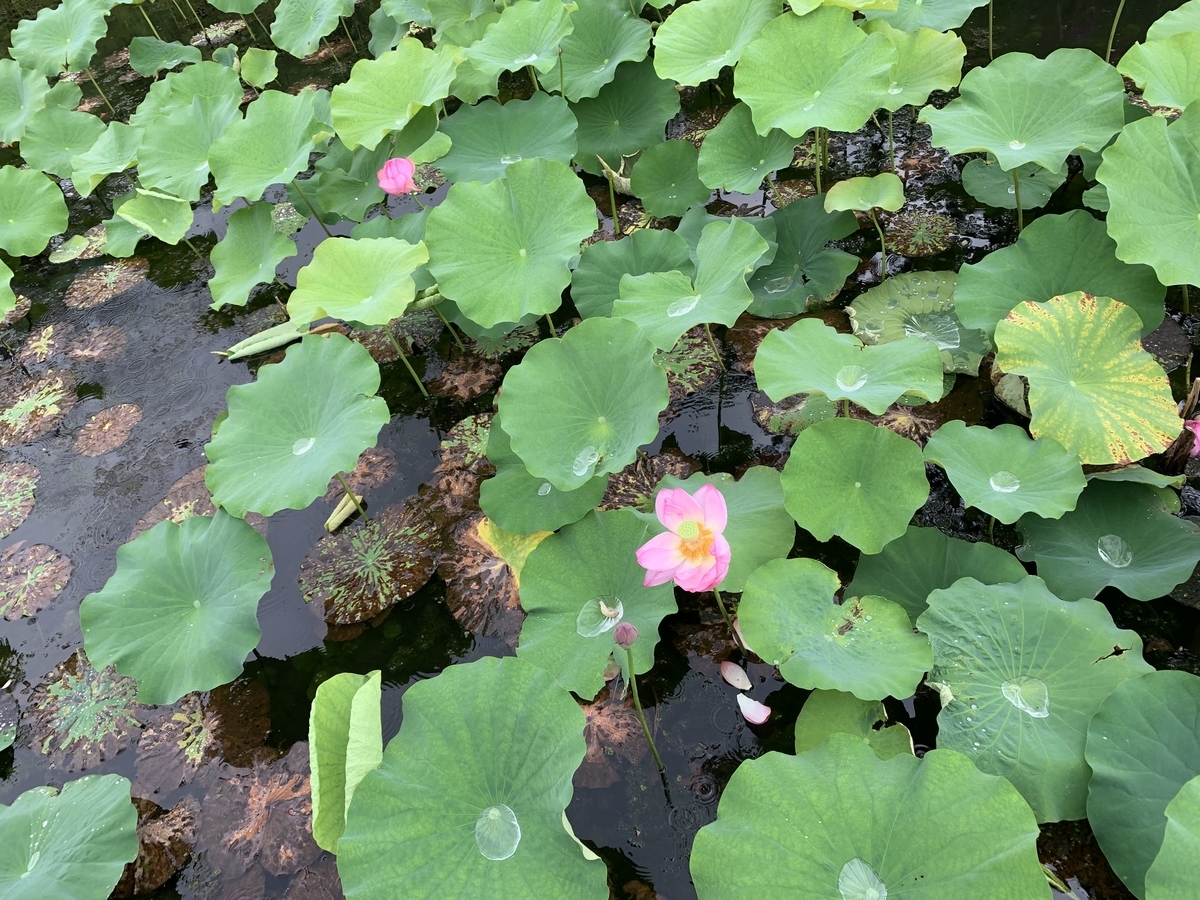 f:id:ScotchHayama:20190714122836j:plain