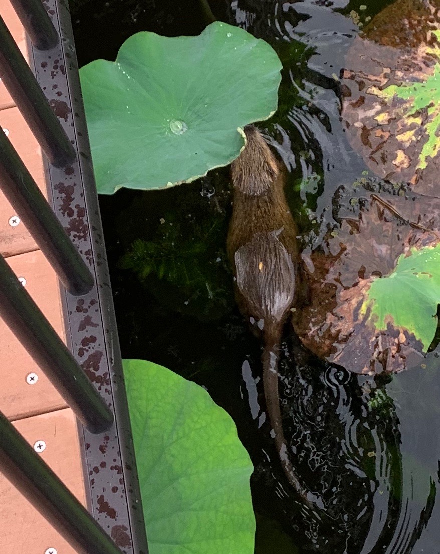 f:id:ScotchHayama:20190714122915j:plain