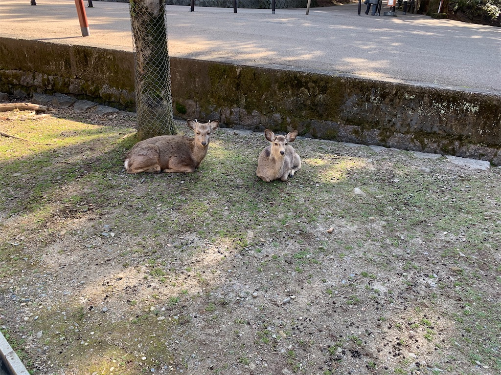 f:id:ScotchHayama:20200224191541j:image
