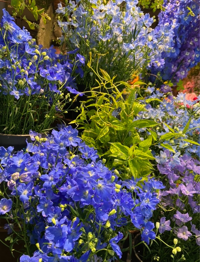 f:id:Sea0322:20210525095252j:image f:id:Sea0322:20210525095252j:image