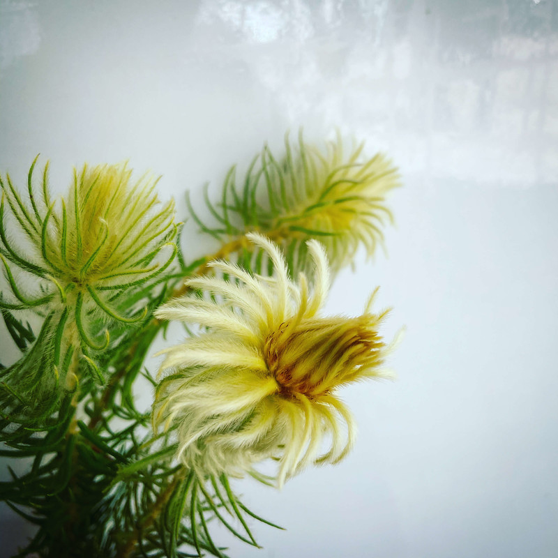 ドライフラワーにもおすすめ 花屋が教える人気のネイティブフラワー9選 ひとりでハナログ ドライフラワーにもおすすめ 花屋が教える人気のネイティブフラワー9選 ひとりでハナログ