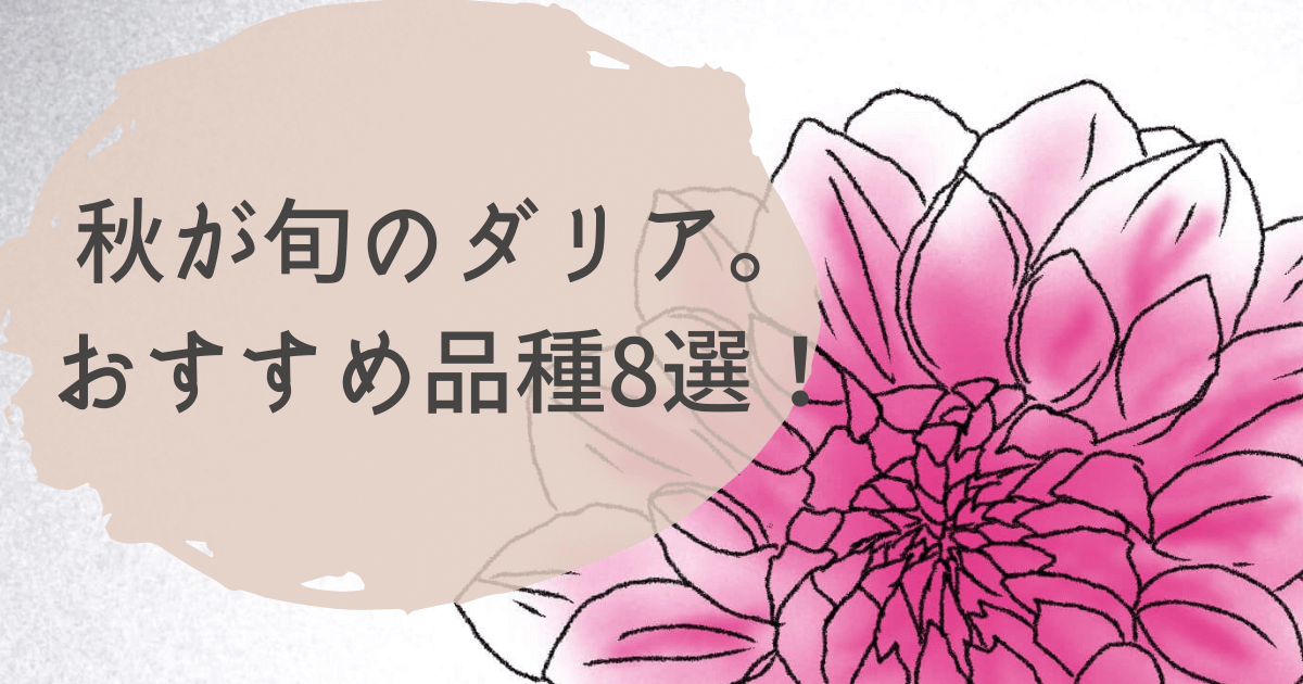 定番から新品種 秋が旬のダリア 花屋で買えるおすすめ品種8選 ひとりでハナログ