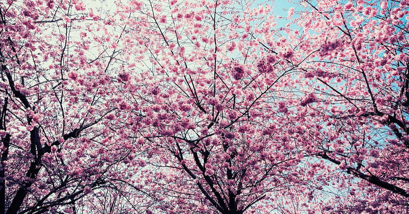 日本の桜の歴史