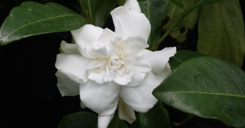 甘く香る花 一度は飾りたいクチナシ 時期はいつ 値段はどのくらい ひとりでハナログ