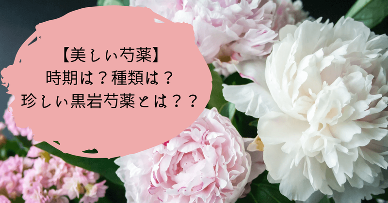 芍薬の時期はいつ？黒岩芍薬とは？？