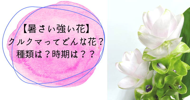暑さに強い切花 クルクマってどんな花 種類は 時期はいつ ひとりでハナログ