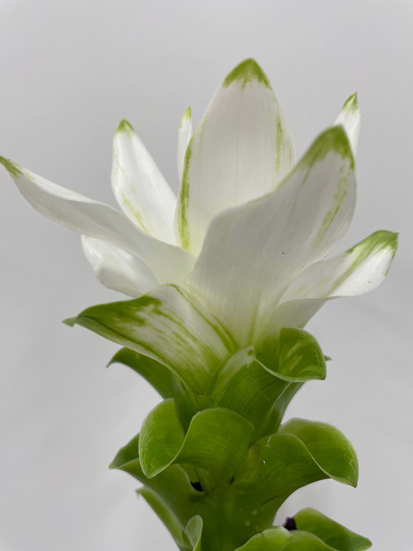 暑さに強い切花 クルクマってどんな花 種類は 時期はいつ ひとりでハナログ