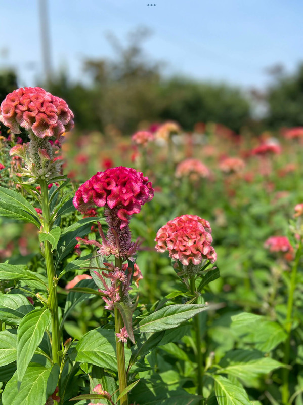 ケイトウってどんな花？？