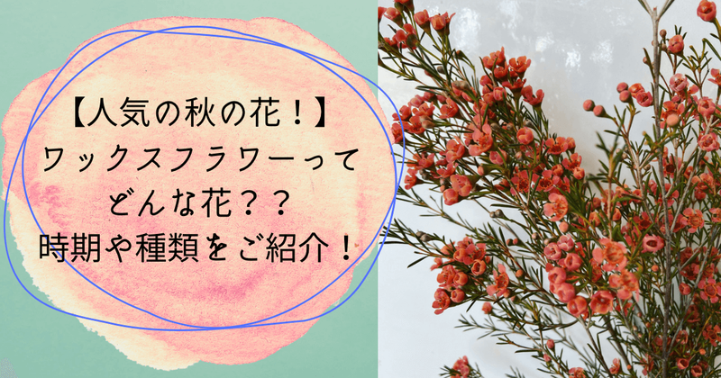 秋の人気の花、ワックスフラワーってどんな花？？