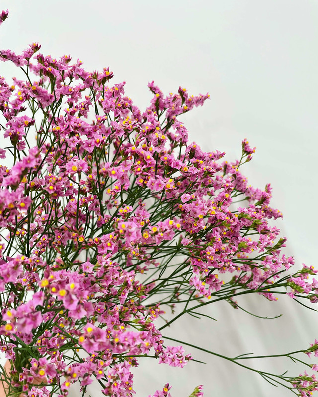 スターチスの花はどれ？